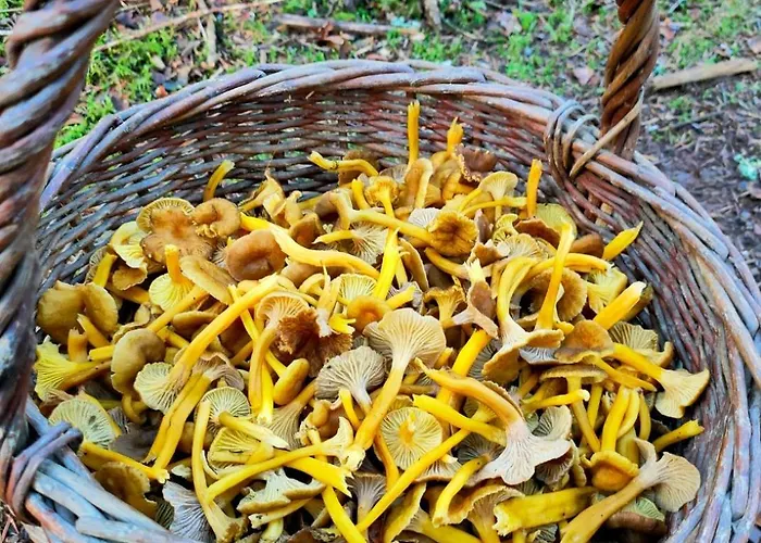 度假居 Obordubleu *